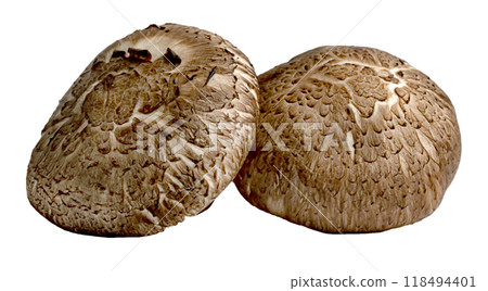 Shiitake Mushrooms isolated Shiitake Mushrooms isolated 118494401
