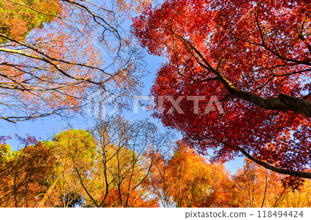 Enjoy the spectacular scenery of nature throughout the four seasons: Autumn sunshine and autumn leaves at Environmental Art Forest (Karatsu City, Saga Prefecture) Enjoy the spectacular scenery of nature throughout the four seasons: Autumn sunshine and autumn leaves at Environmental Art Forest (Karatsu City, Saga Prefecture) 118494424