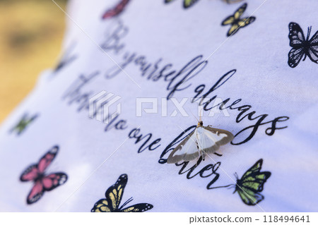 detail of a butterfly sitting on a birthday card detail of a butterfly sitting on a birthday card 118494641