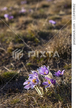 Pasque flower, National park Podyji, Southern Moravia, Czech Republic Pasque flower, National park Podyji, Southern Moravia, Czech Republic 118494682