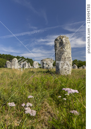 Standing stones (or menhirs) in Carnac, Morbihan, Brittany, France 118494788