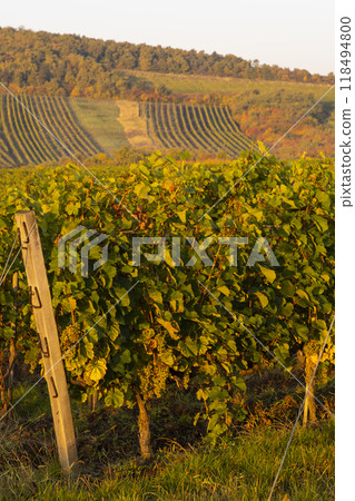 Autumn vineyard, Tokaj region, Great Plain and North, Hungary Autumn vineyard, Tokaj region, Great Plain and North, Hungary 118494800