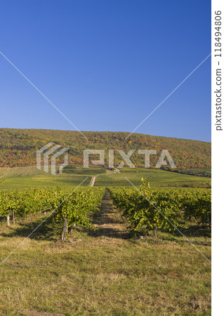 Autumn vineyard near Tokaj town, Tokaj region, Great Plain and North, Hungary Autumn vineyard near Tokaj town, Tokaj region, Great Plain and North, Hungary 118494806
