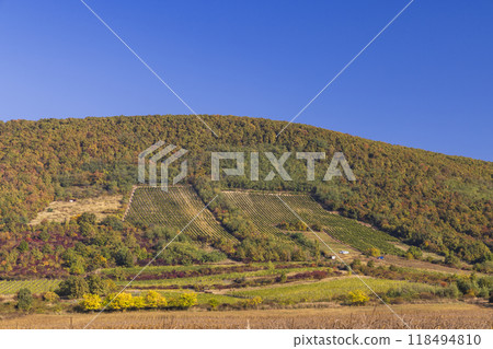 Autumn vineyard near Tokaj town, Tokaj region, Great Plain and North, Hungary Autumn vineyard near Tokaj town, Tokaj region, Great Plain and North, Hungary 118494810