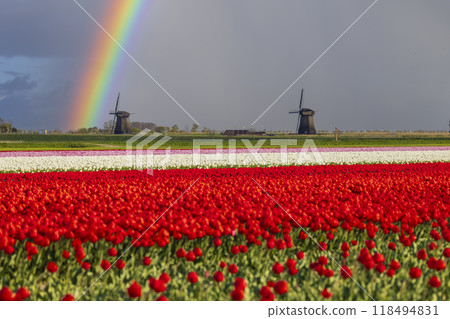 Field of tulips with Ondermolen windmill near Alkmaar, The Netherlands Field of tulips with Ondermolen windmill near Alkmaar, The Netherlands 118494831