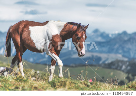 A piebald paint horse in the mountains A piebald paint horse in the mountains 118494897