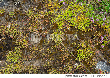 Muller seeds in forest bed. Sedum acre. Yellow flowers growing in the field 118495445