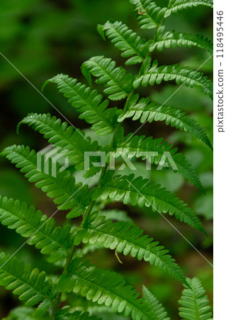 Dryopteris dilatata, or broad buckler-fern, is a hardy fern with dark green, finely divided fronds. It thrives in shade and moist soil, adding lush texture to gardens 118495446