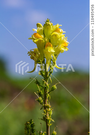 Flaxseed or wild snapdragon Linaria vulgaris is a medicinal herb. Wildflowers inflorescence 118495456