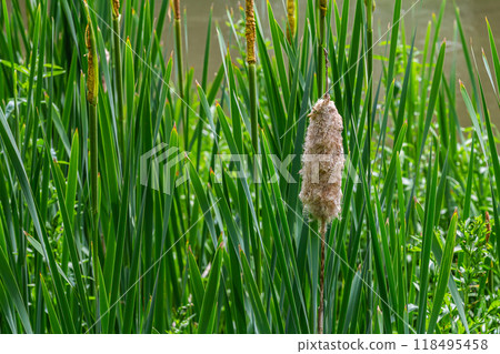 The broad-leaved bat Typha latifolia prefers marshy habitats, often inhabits the banks of ponds The broad-leaved bat Typha latifolia prefers marshy habitats, often inhabits the banks of ponds 118495458