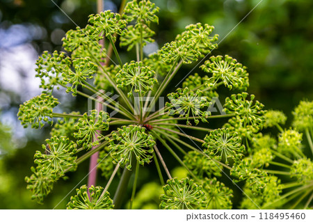 Angelica archangelica. Garden angelica flowerstalk and buds 118495460