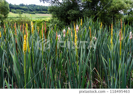 The broad-leaved bat Typha latifolia prefers marshy habitats, often inhabits the banks of ponds The broad-leaved bat Typha latifolia prefers marshy habitats, often inhabits the banks of ponds 118495463