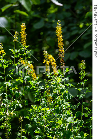 Lembotropis nigricans grows in the wild. A delicate branch of yellow flowers on Cyni Broom Shrub 118495481