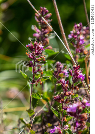 In summer, Teucrium chamaedrys grows in the wild among grasses 118495482