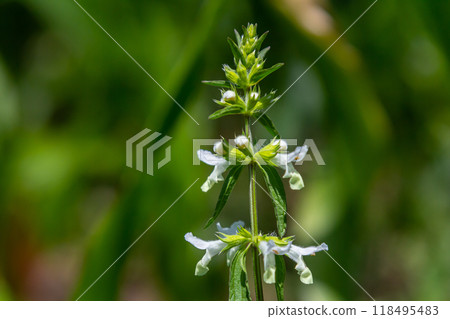 Flower of Stachys annua in May. Wild growing on Mount Kalvarija Nitra 118495483