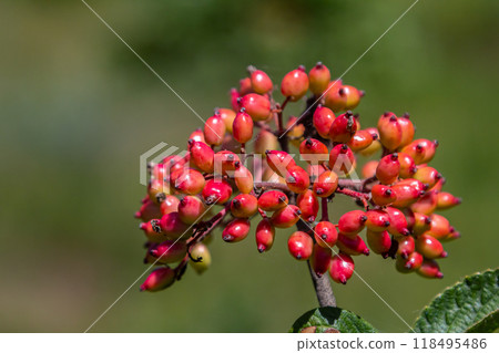 In the summer, viburnum is whole-leaved Viburnum lantana berries are ripening 118495486