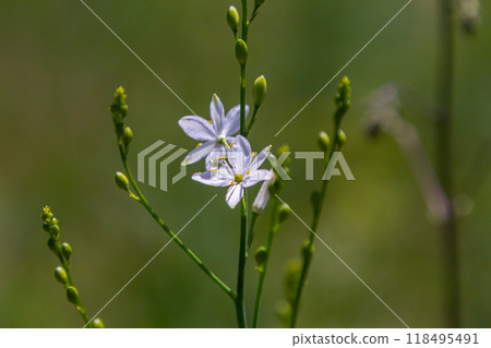 Fragile white and yellow flowers of Anthericum ramosum, star-shaped, growing in a meadow in the wild, blurred green background, warm colors, bright and sunny summer day Fragile white and yellow flowers of Anthericum ramosum, star-shaped, growing in a meadow in the wild, blurred green background, warm colors, bright and sunny summer day 118495491
