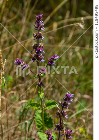 Purple lilac sage - a beautiful ornamental plant in the naturalistic native border in the cottage garden. Salvia verticillata - Purple Rain Purple lilac sage - a beautiful ornamental plant in the naturalistic native border in the cottage garden. Salvia verticillata - Purple Rain 118495498