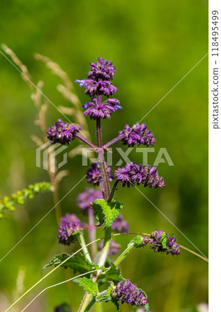 Purple lilac sage - a beautiful ornamental plant in the naturalistic native border in the cottage garden. Salvia verticillata - Purple Rain Purple lilac sage - a beautiful ornamental plant in the naturalistic native border in the cottage garden. Salvia verticillata - Purple Rain 118495499