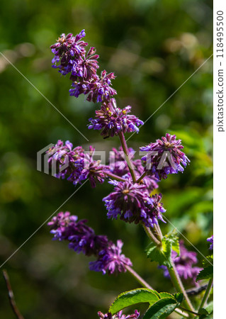 Purple lilac sage - a beautiful ornamental plant in the naturalistic native border in the cottage garden. Salvia verticillata - Purple Rain Purple lilac sage - a beautiful ornamental plant in the naturalistic native border in the cottage garden. Salvia verticillata - Purple Rain 118495500