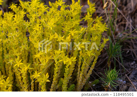Muller seeds in forest bed. Sedum acre. Yellow flowers growing in the field Muller seeds in forest bed. Sedum acre. Yellow flowers growing in the field 118495501