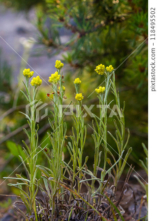 Flowering Helichrysum arenarium, close-up, with vignette. Medicinal plants Flowering Helichrysum arenarium, close-up, with vignette. Medicinal plants 118495502