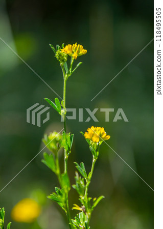 Medicago falcata, plant species of the genus Medicago. It is native to much of Europe and Asia 118495505