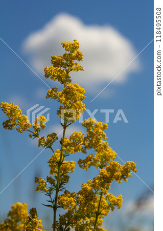 Closeup yellow flowers of lady's bedstraw, yellow bedstraw Galium verum in a Dutch garden. Family Rubiaceae. Summer, August, Netherlands 118495508