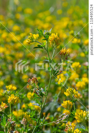 Medicago falcata, plant species of the genus Medicago. It is native to much of Europe and Asia 118495524