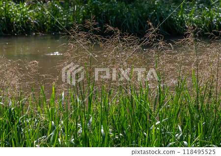 On the banks of the river and in the water, the forage grain Glyceria maxima grows 118495525