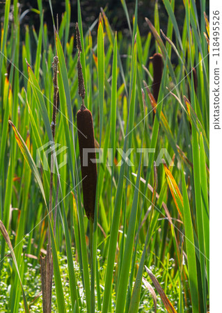 The broad-leaved bat Typha latifolia prefers marshy habitats, often inhabits the banks of ponds 118495526