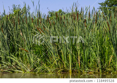 The broad-leaved bat Typha latifolia prefers marshy habitats, often inhabits the banks of ponds The broad-leaved bat Typha latifolia prefers marshy habitats, often inhabits the banks of ponds 118495528