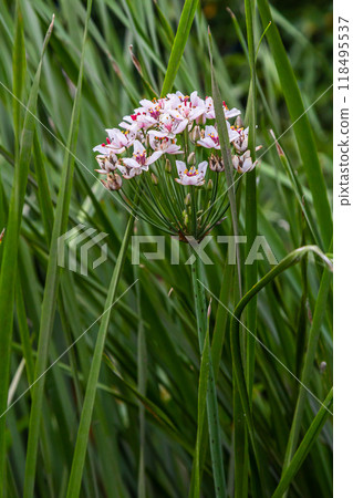 Photo butomus umbellatus flower burchardia, macro photo, forest water lily flower, summer spring, botany, background pink 118495537