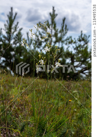 Fragile white and yellow flowers of Anthericum ramosum, star-shaped, growing in a meadow in the wild, blurred green background, warm colors, bright and sunny summer day 118495538