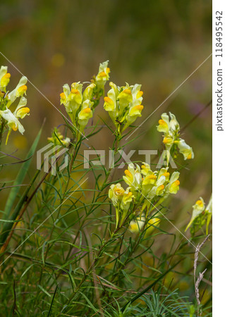 Flaxseed or wild snapdragon Linaria vulgaris is a medicinal herb. Wildflowers inflorescence 118495542