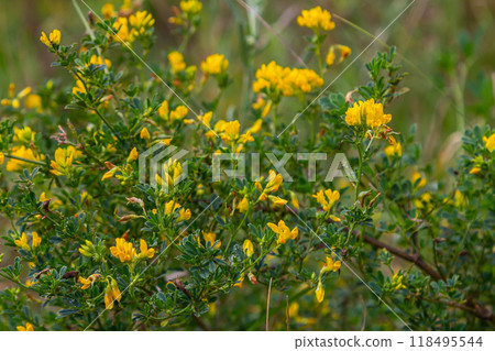 Medicago falcata, plant species of the genus Medicago. It is native to much of Europe and Asia Medicago falcata, plant species of the genus Medicago. It is native to much of Europe and Asia 118495544