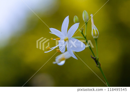 Fragile white and yellow flowers of Anthericum ramosum, star-shaped, growing in a meadow in the wild, blurred green background, warm colors, bright and sunny summer day 118495545