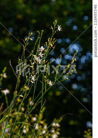 Fragile white and yellow flowers of Anthericum ramosum, star-shaped, growing in a meadow in the wild, blurred green background, warm colors, bright and sunny summer day 118495546