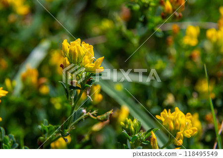 Medicago falcata, plant species of the genus Medicago. It is native to much of Europe and Asia Medicago falcata, plant species of the genus Medicago. It is native to much of Europe and Asia 118495549