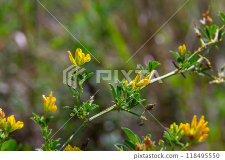 Medicago falcata, plant species of the genus Medicago. It is native to much of Europe and Asia Medicago falcata, plant species of the genus Medicago. It is native to much of Europe and Asia 118495550