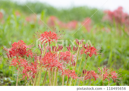 Red spider lilies blooming with raindrops 118495656