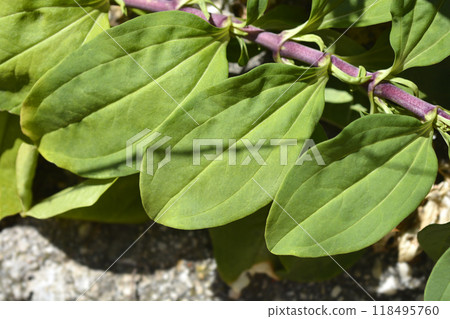 Double pink soapwort Double pink soapwort 118495760