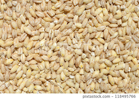 Uncooked barley 118495766