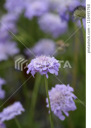 Dove scabious Flutter Deep Blue 118495768