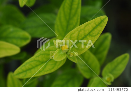 St. Johns Wort Magical Beauty 118495770