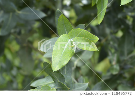 Southern blue gum Southern blue gum 118495772