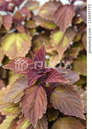 Painted nettle Painted nettle 118495773