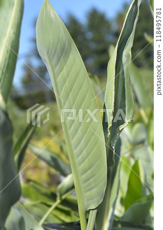 Bird of paradise 118495781