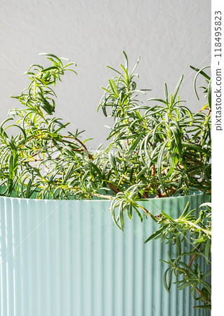 Potted rosemary plant in ribbed light blue ceramic pot close up. Potted rosemary plant in ribbed light blue ceramic pot close up. 118495823