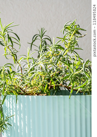 Potted rosemary plant in ribbed light blue ceramic pot close up. Potted rosemary plant in ribbed light blue ceramic pot close up. 118495824